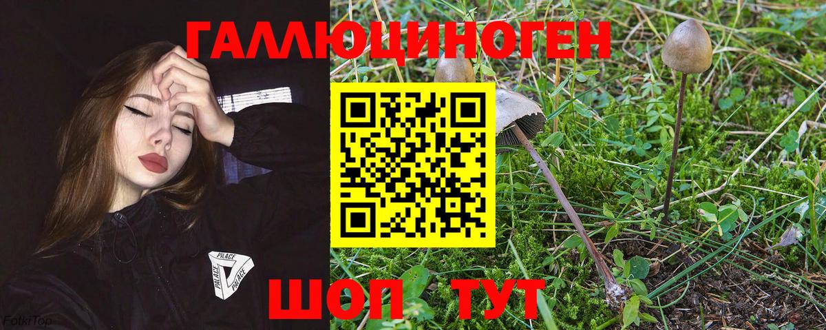 Псилоцибиновые грибы Psilocybe Хабаровск